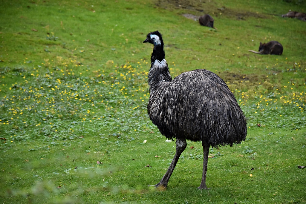 Emu