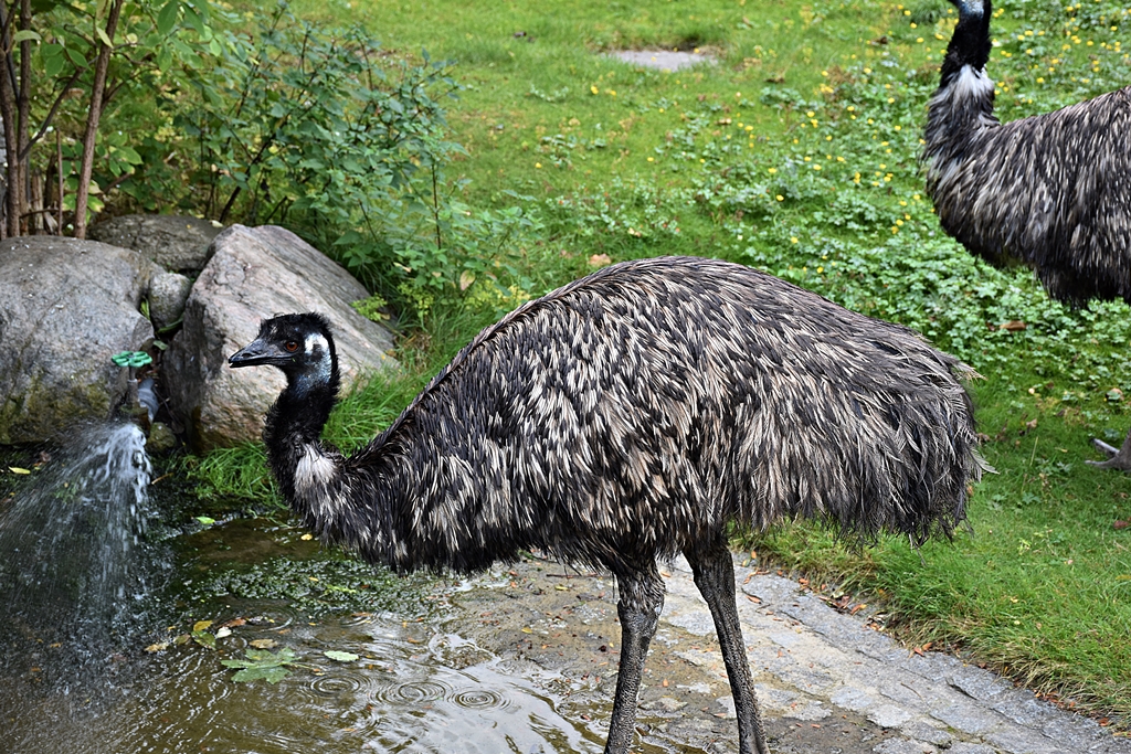 Emu