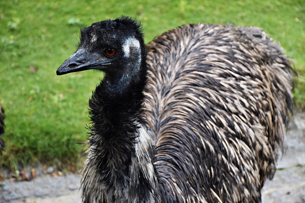 Emu