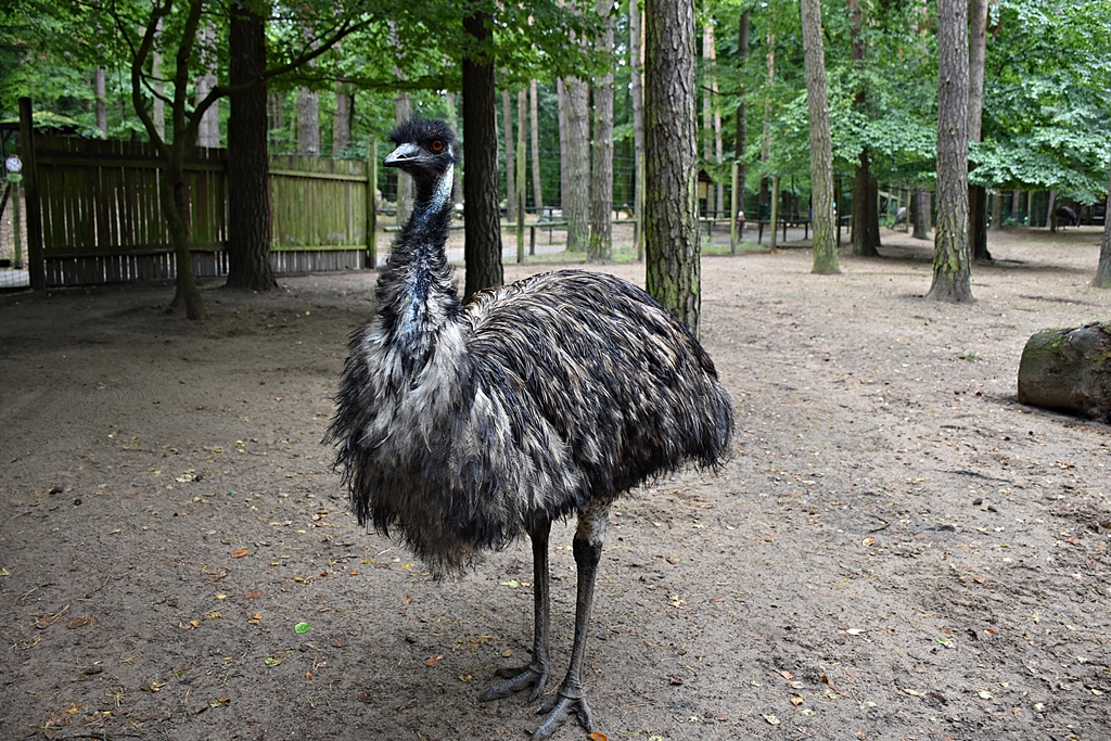 Emu