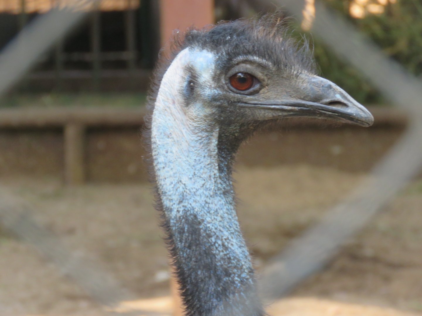 Emu