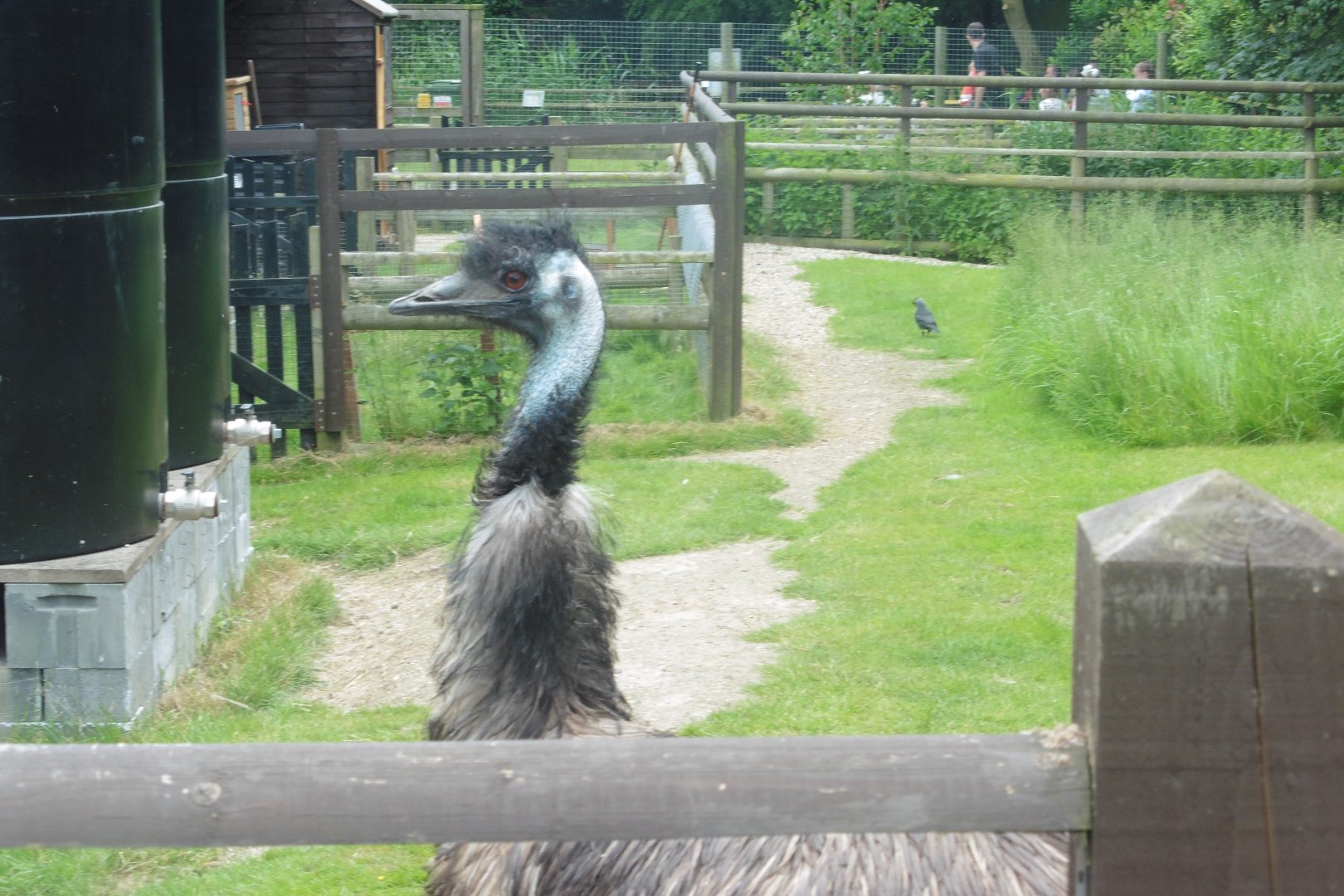 Emu