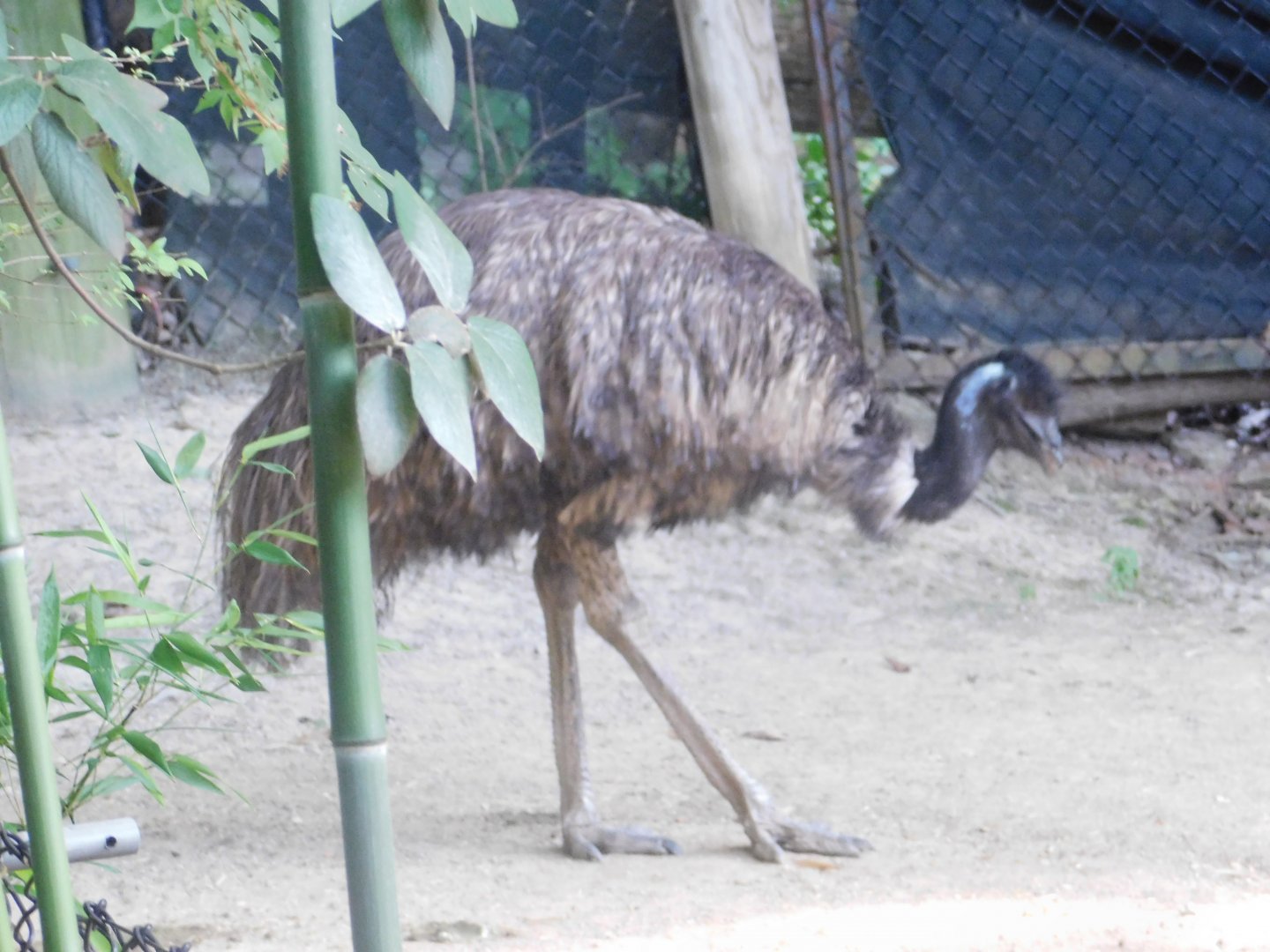 Emu