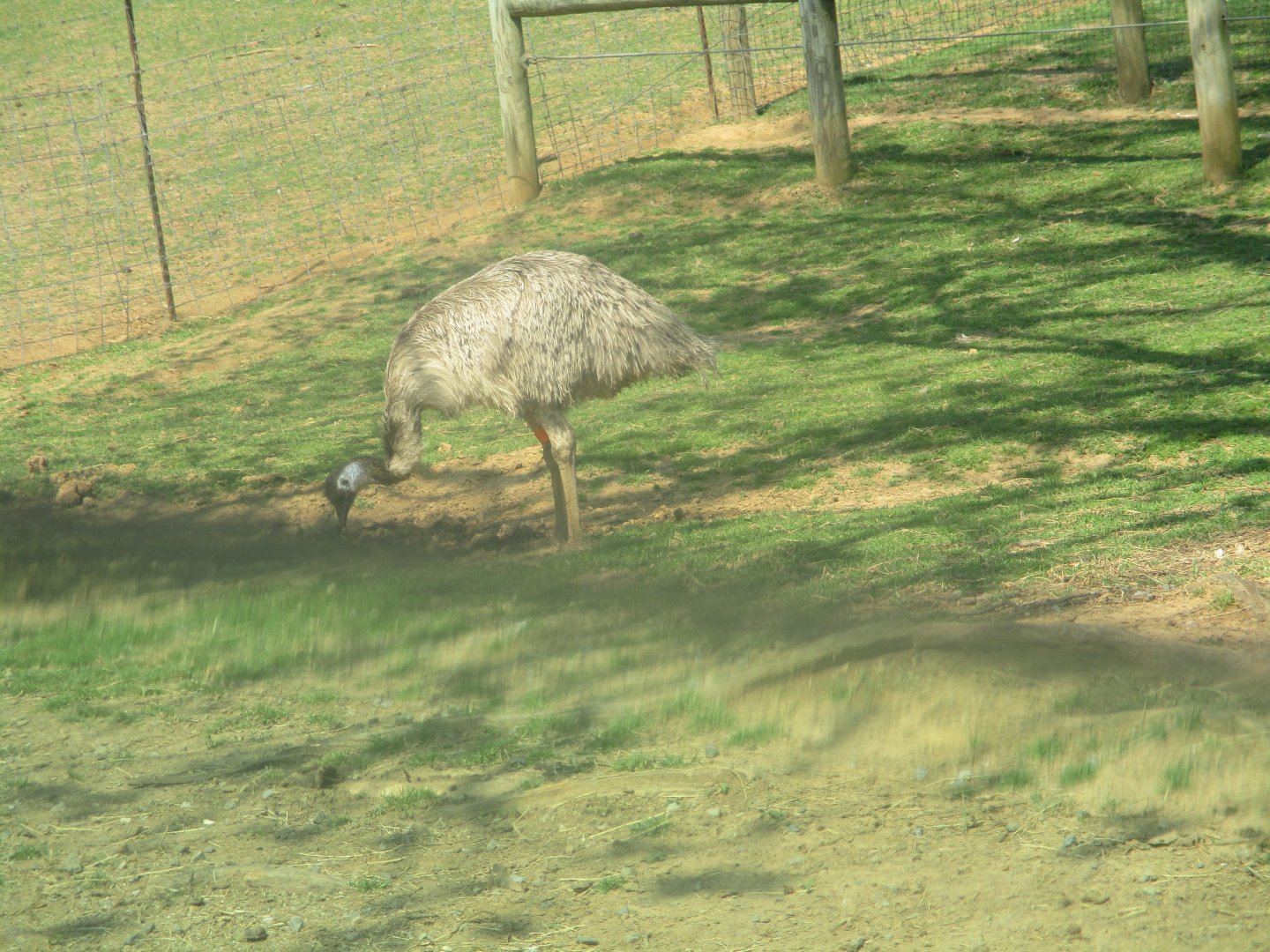 Emu