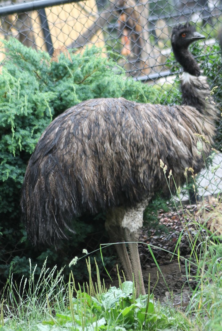 Emu