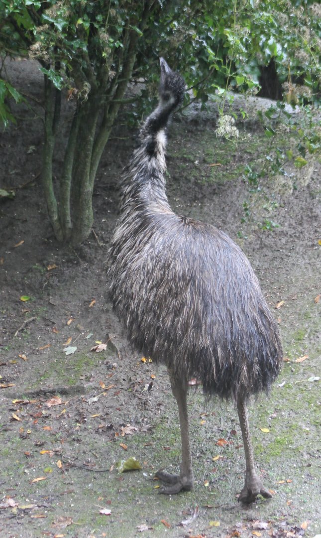 Emu
