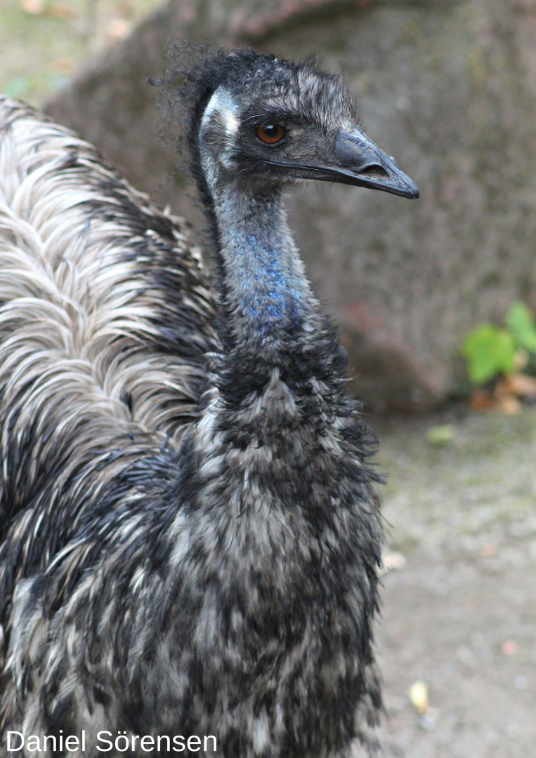 Emu