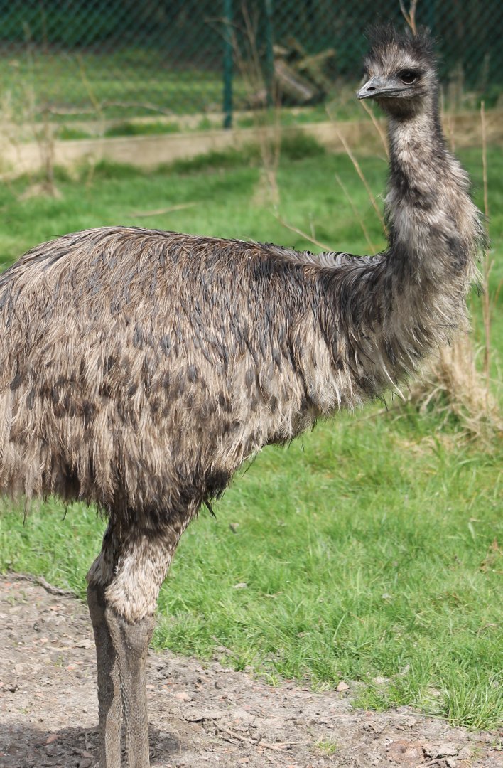 Emu