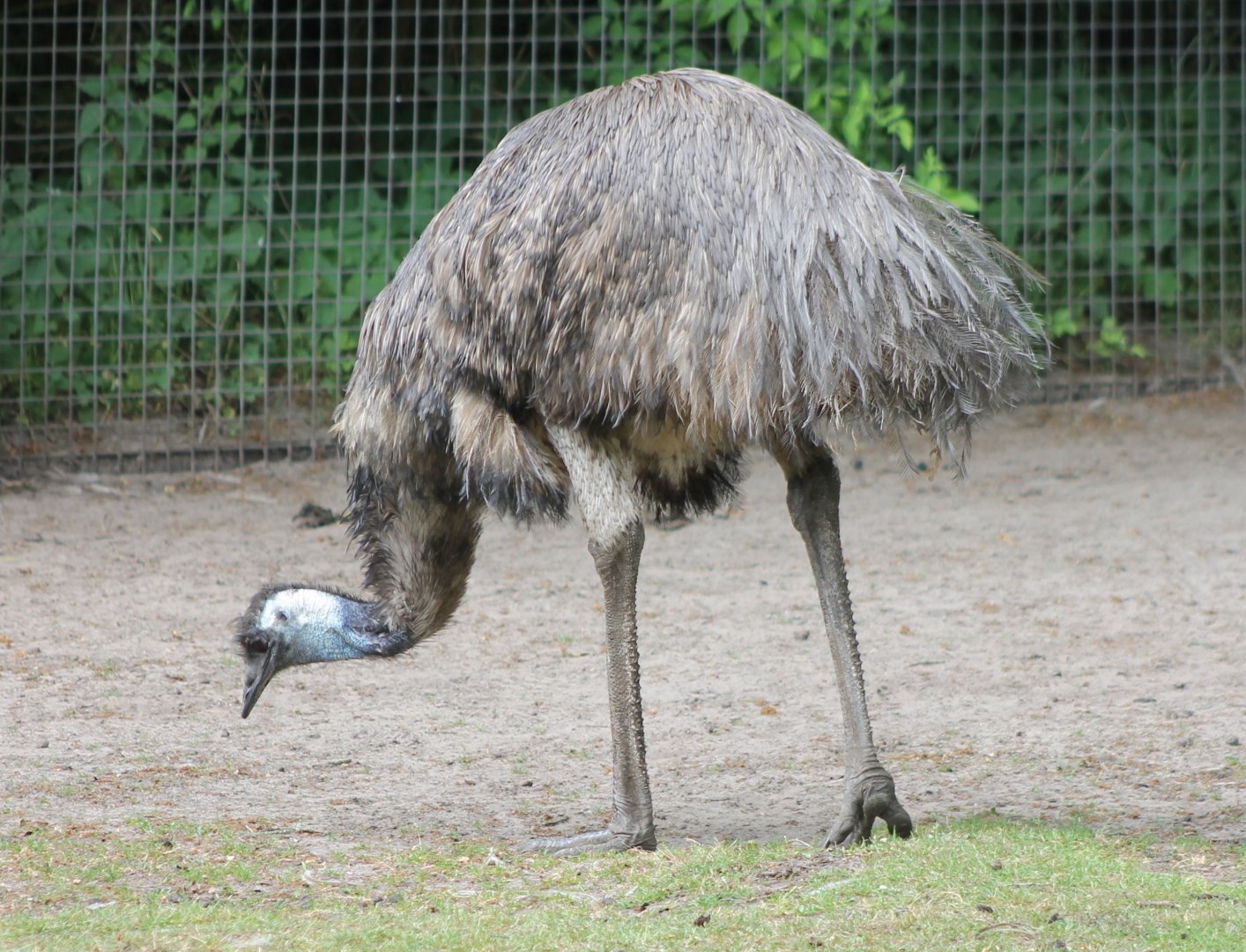 Emu