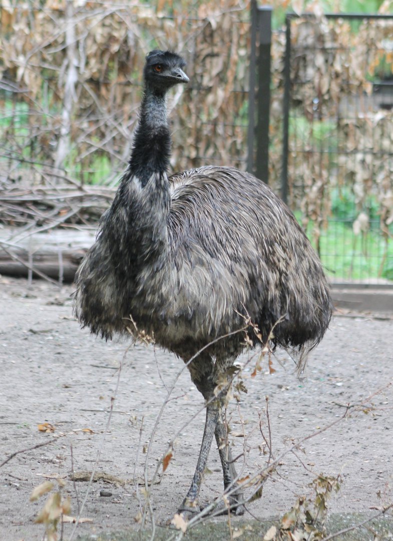 Emu