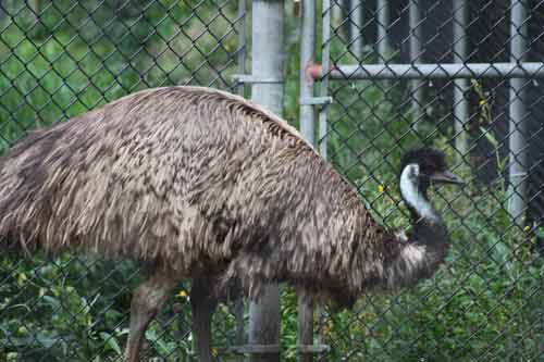 Emu