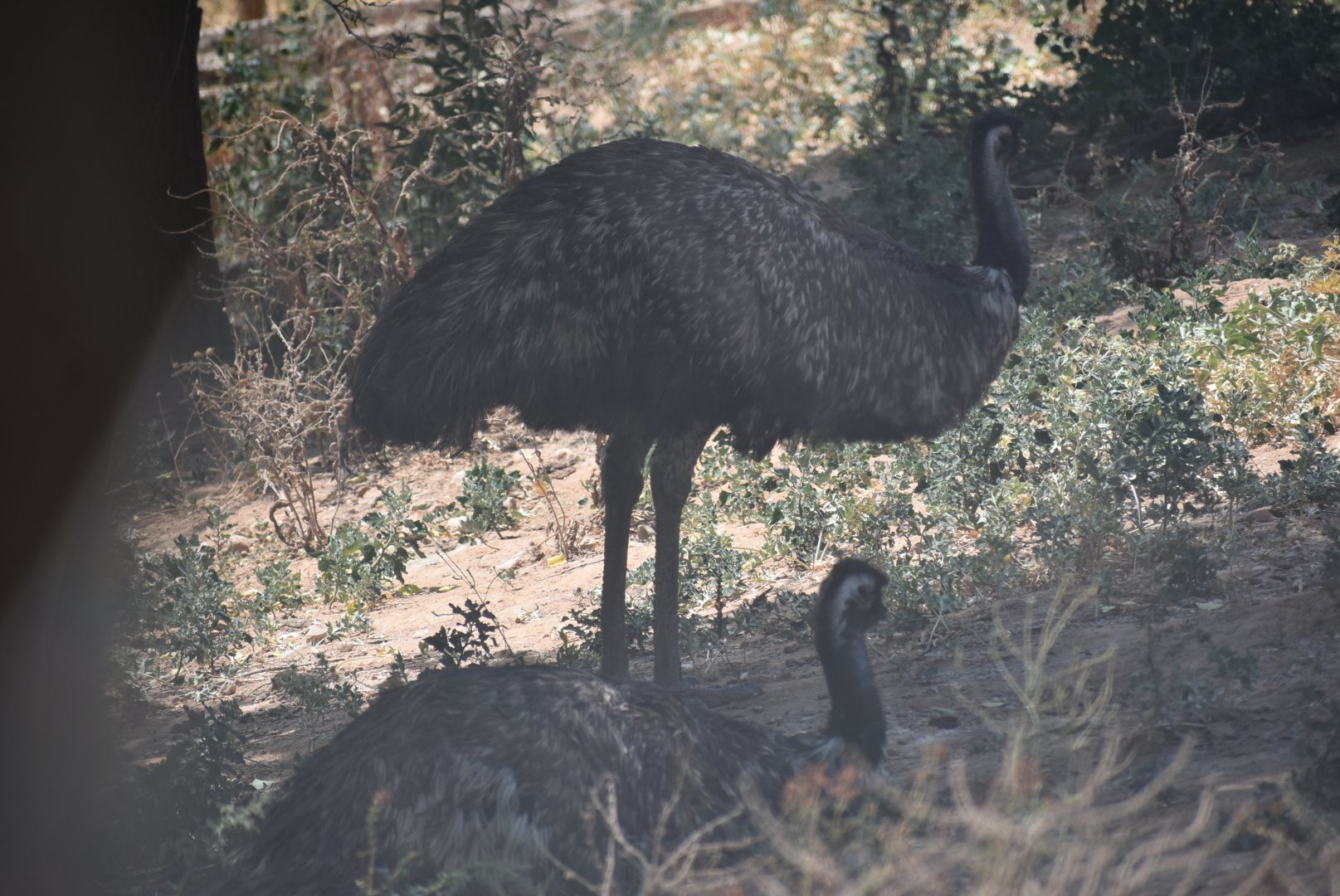 Emu
