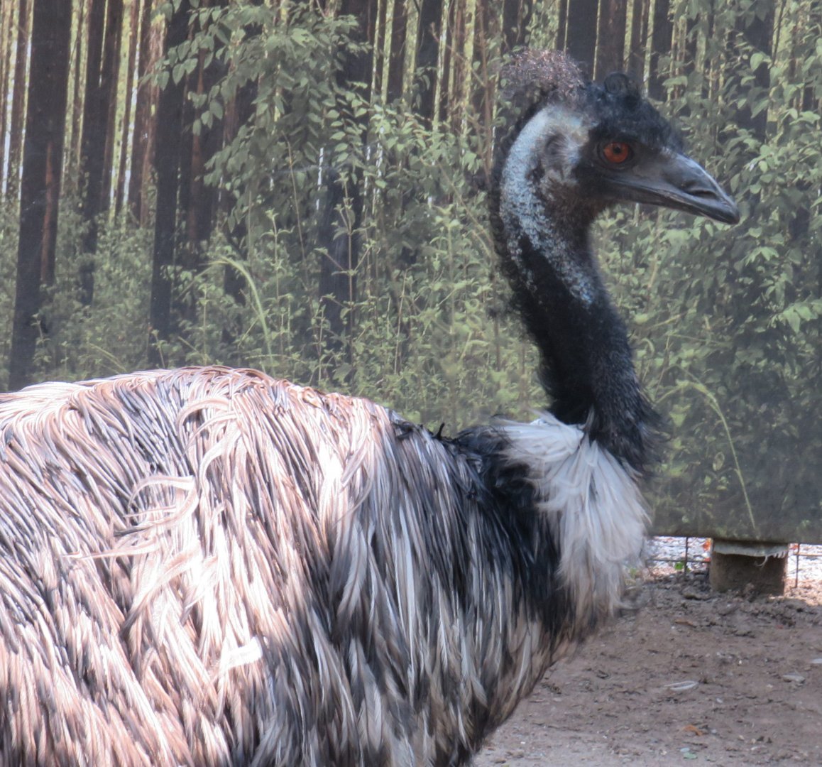 Emu