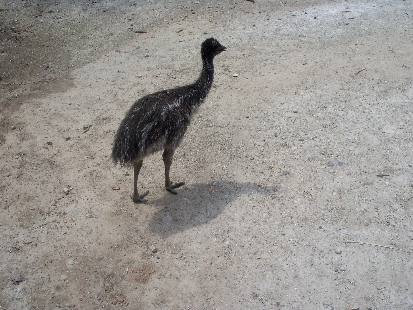 Emu