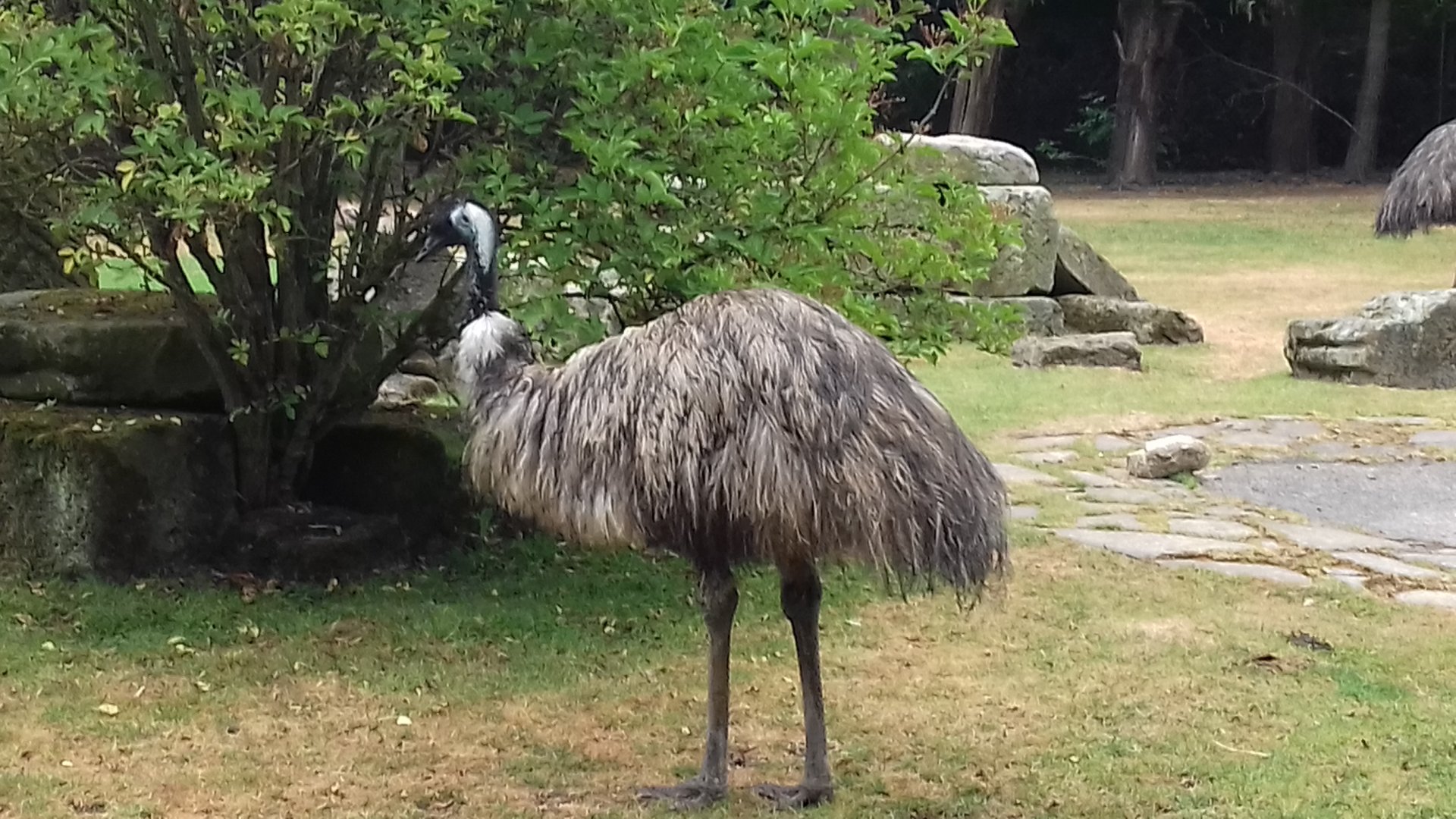 Emu