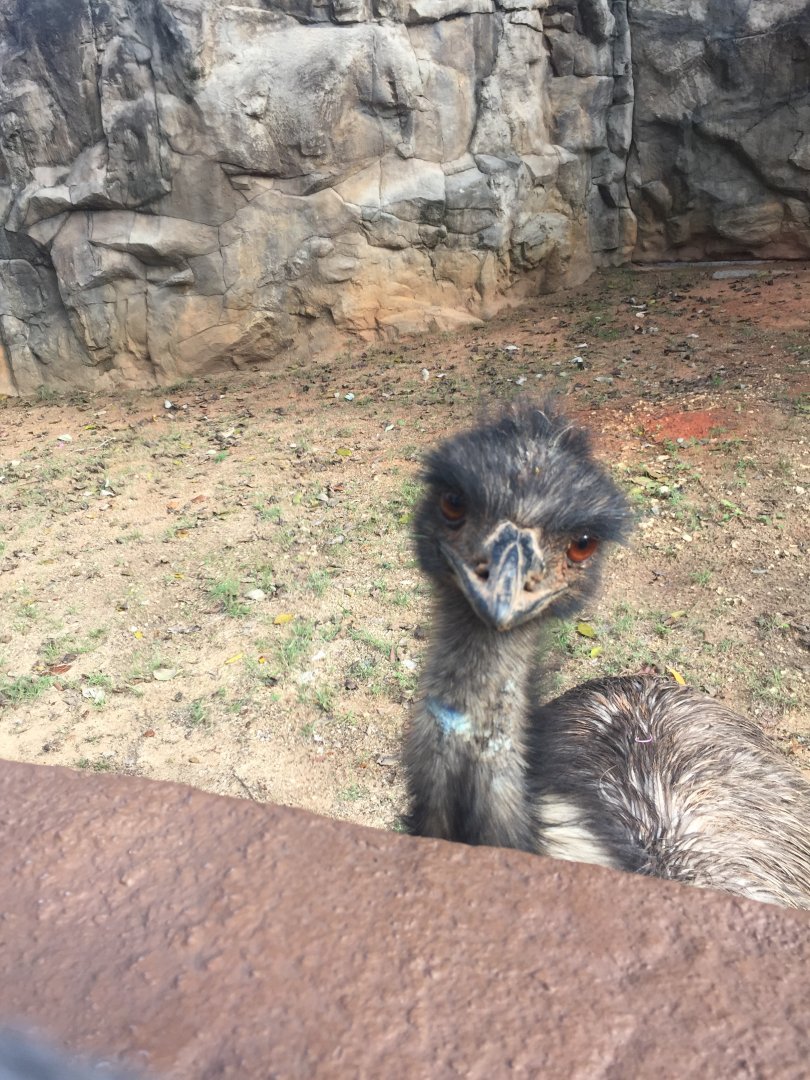 Emu