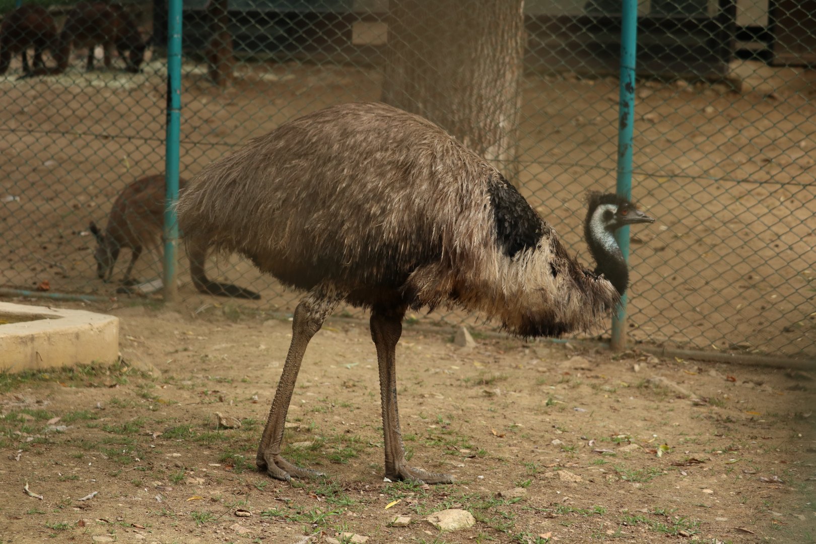 Emu