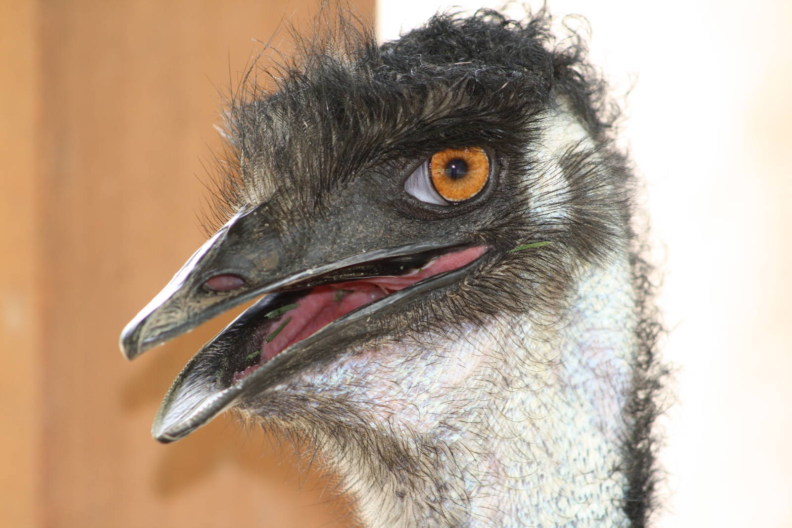 Emu