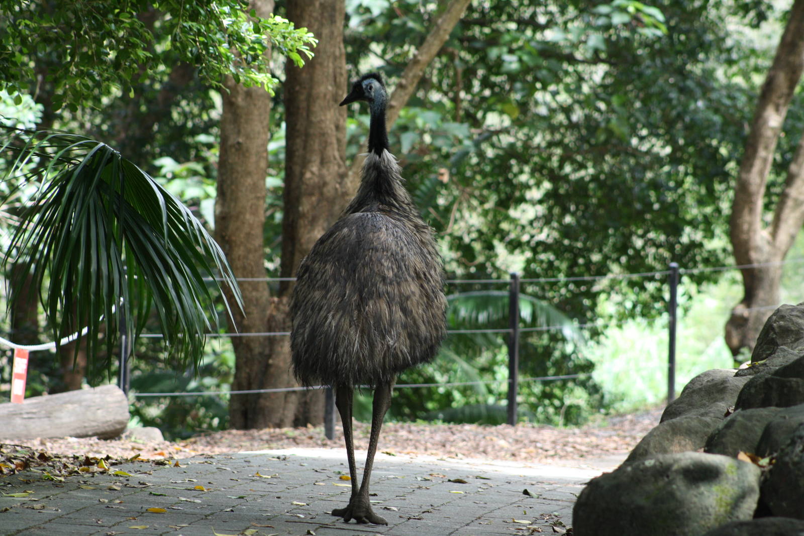 Emu