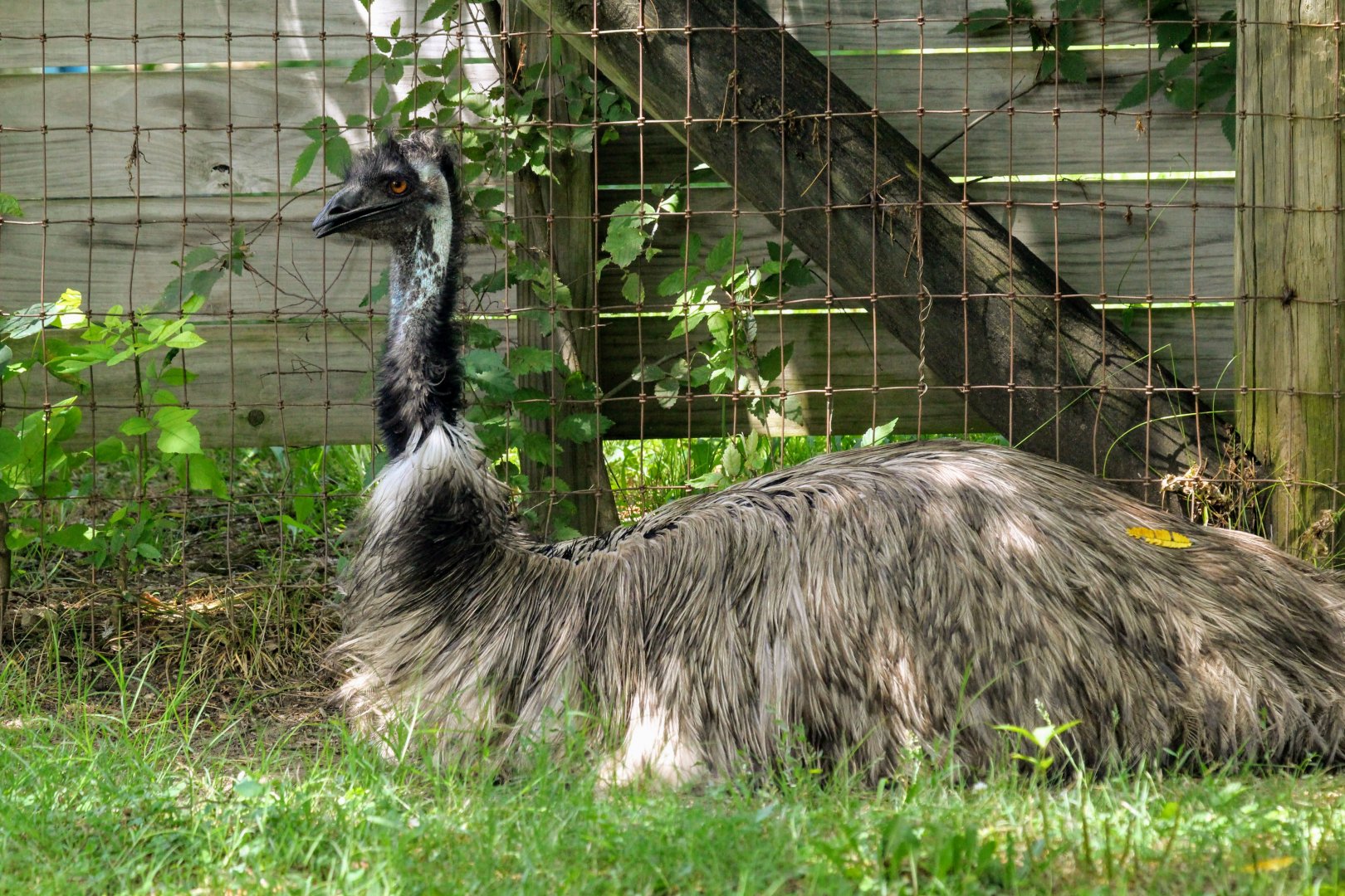 Emu