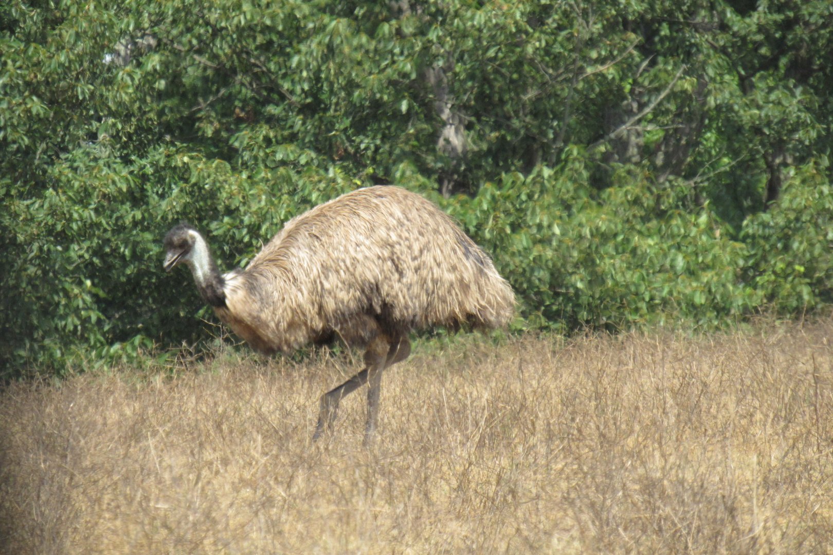 emu