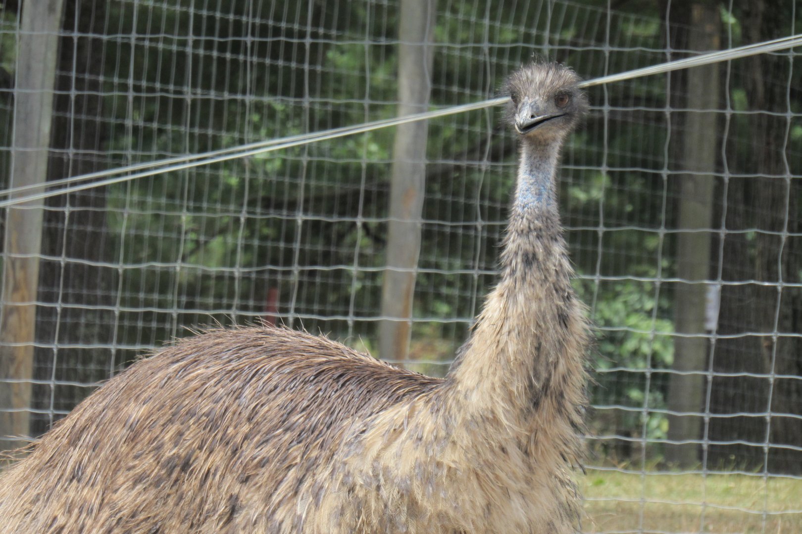 emu