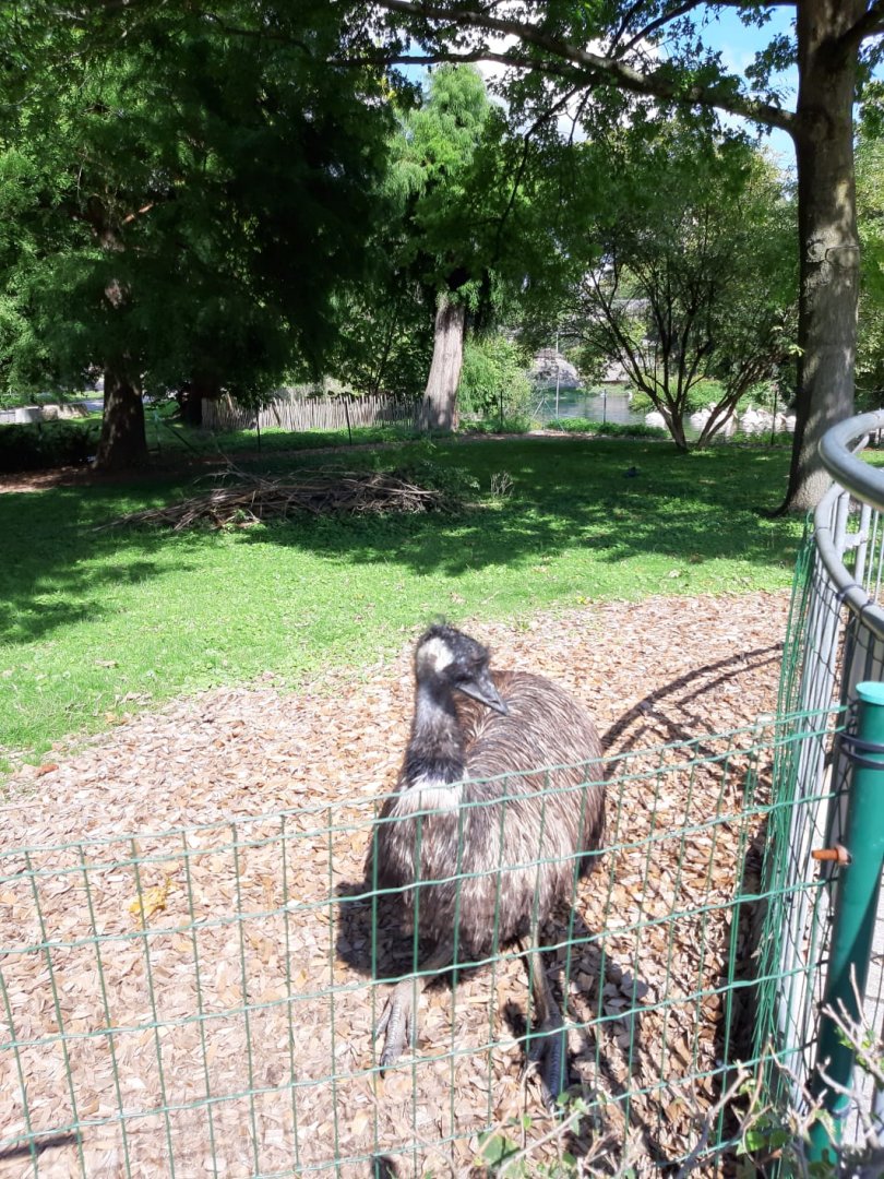 Emu
