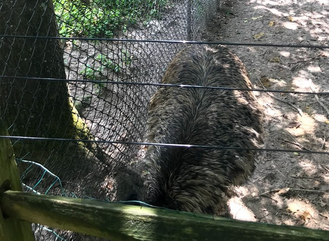 Emu