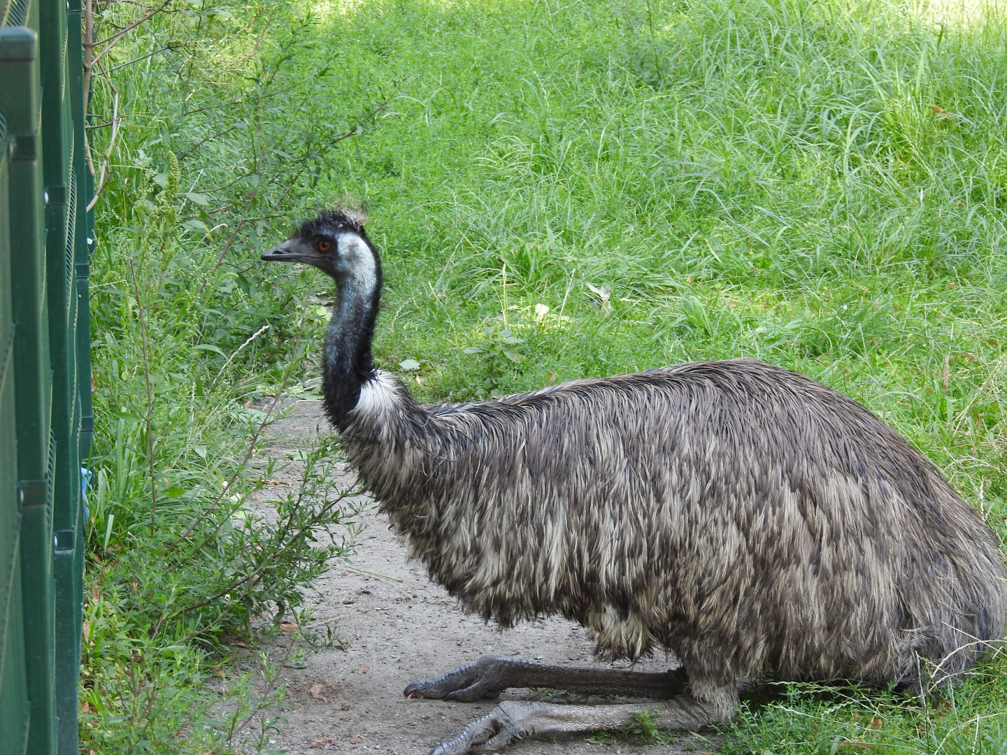 Emu