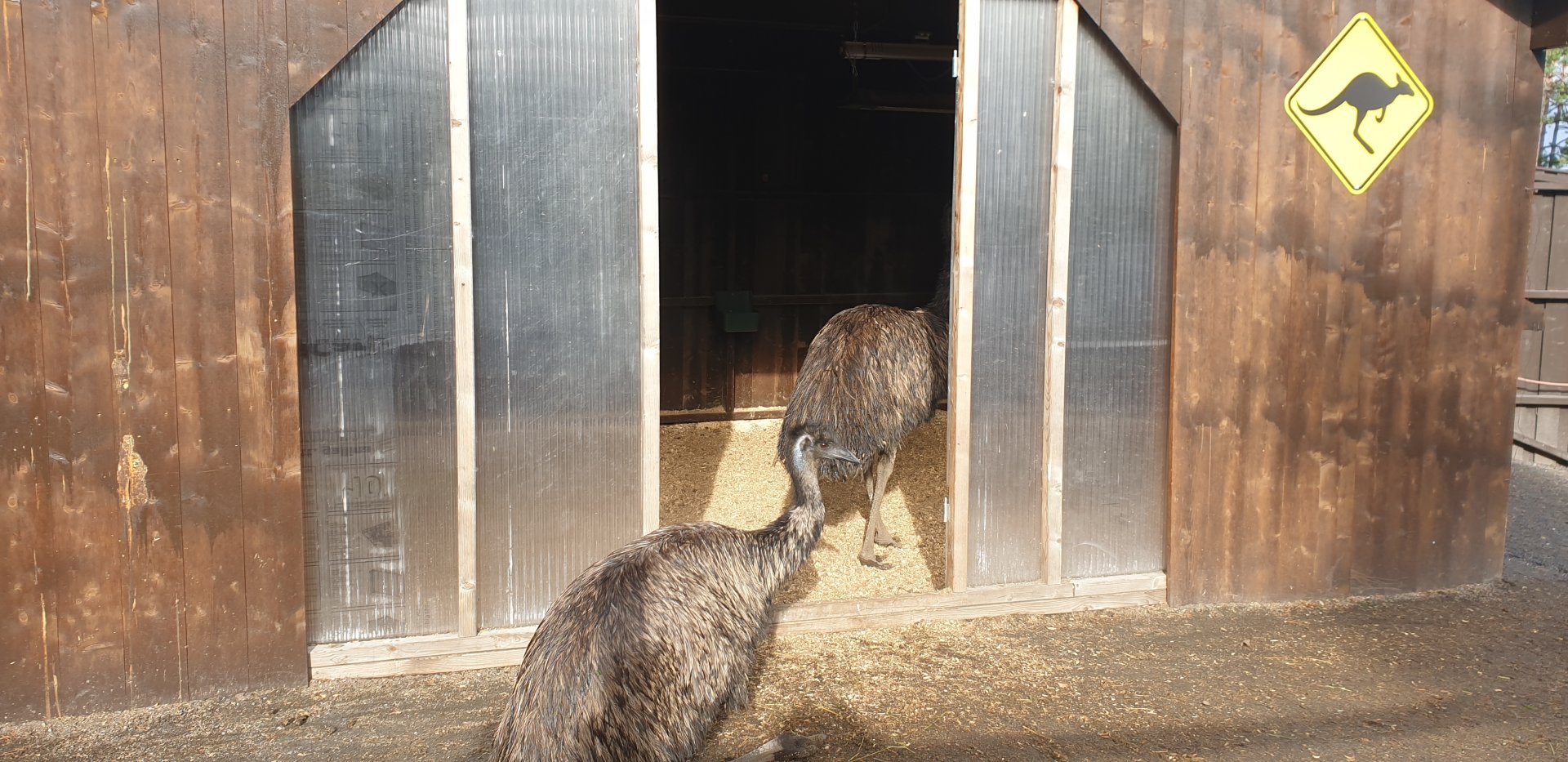 Emu