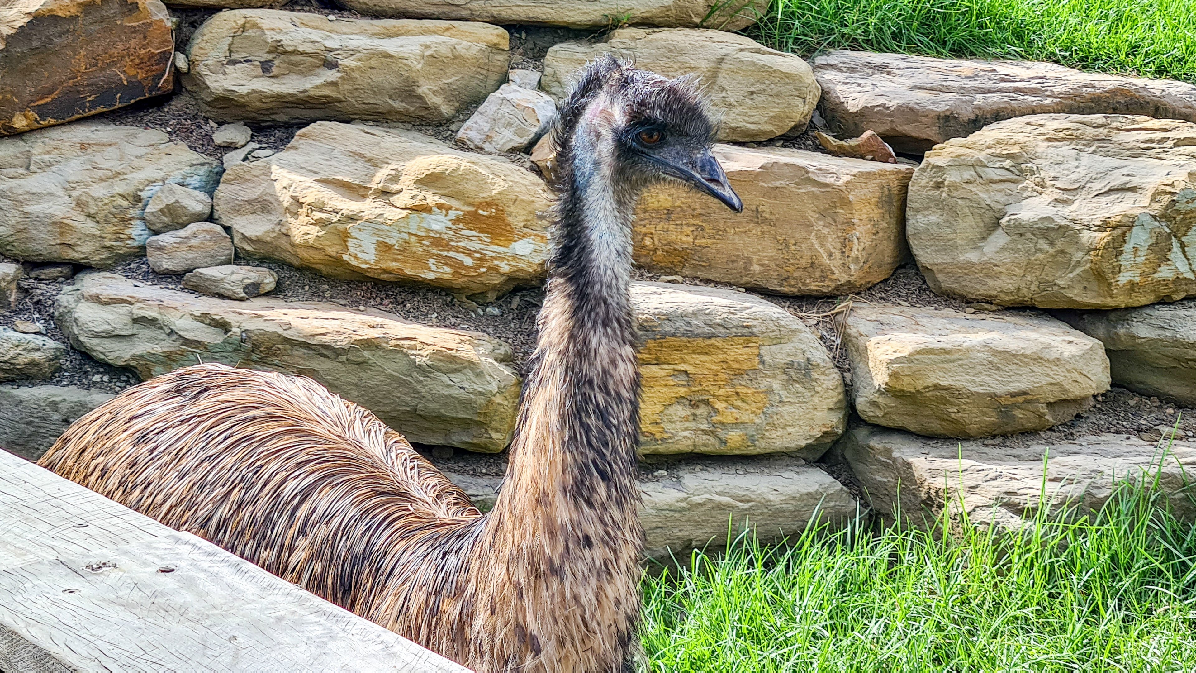 Emu
