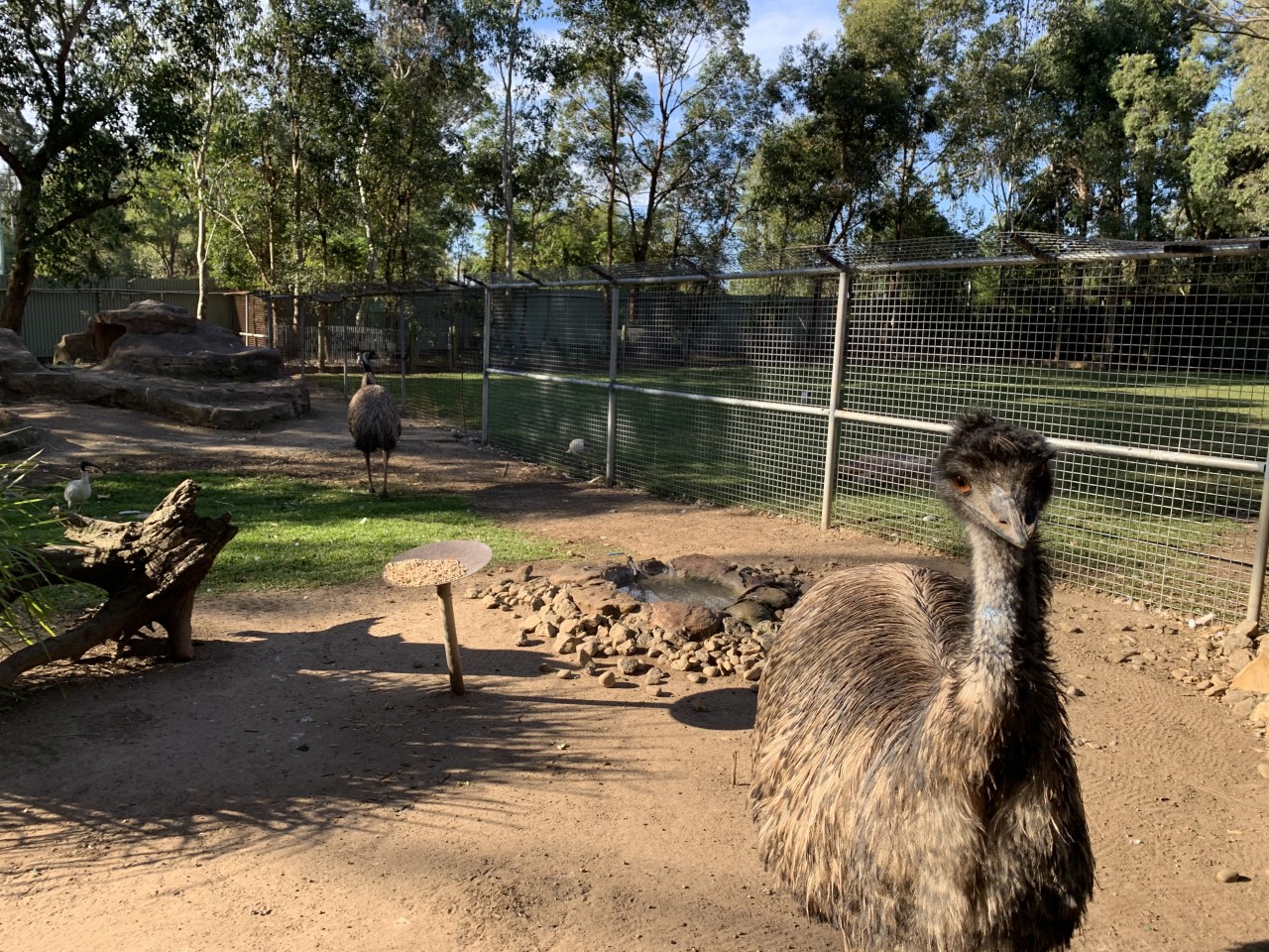 Emu