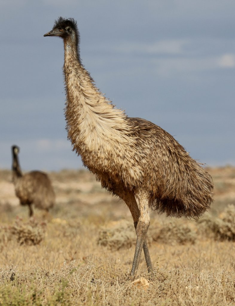 Emu