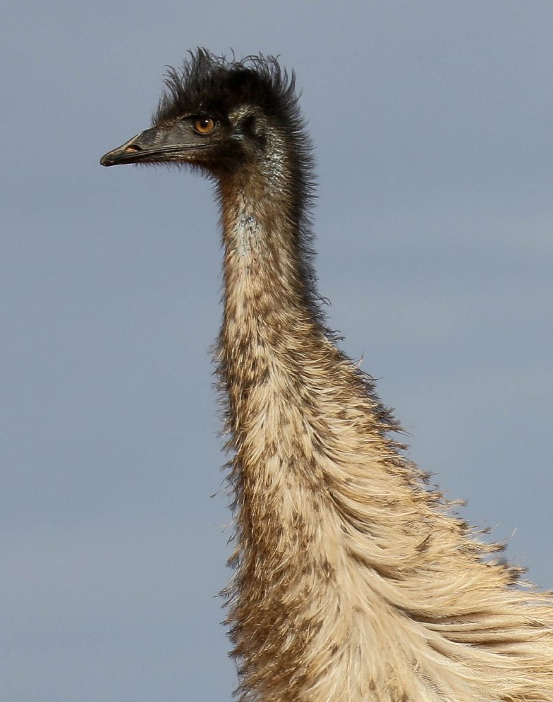 Emu