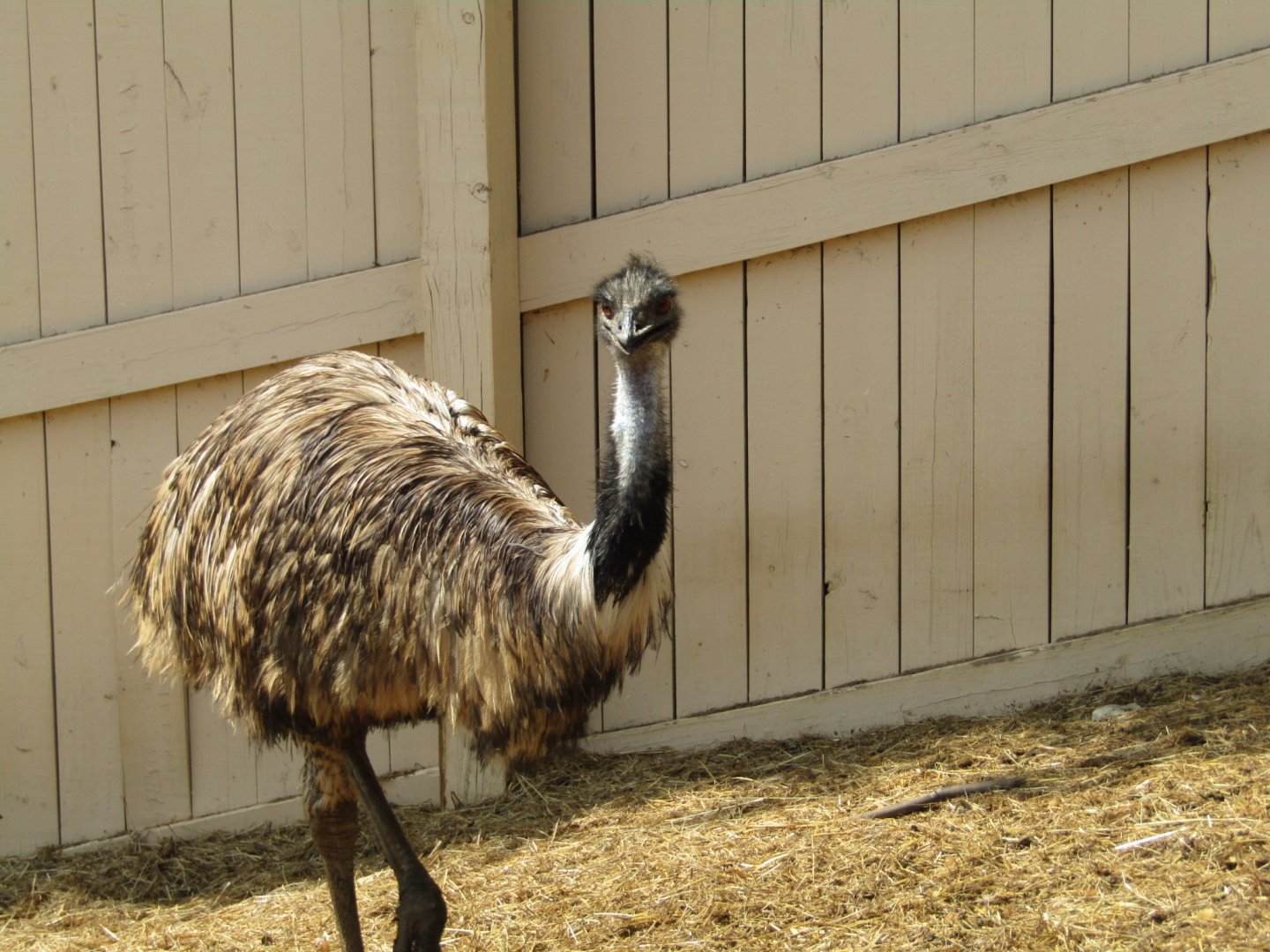 Emu
