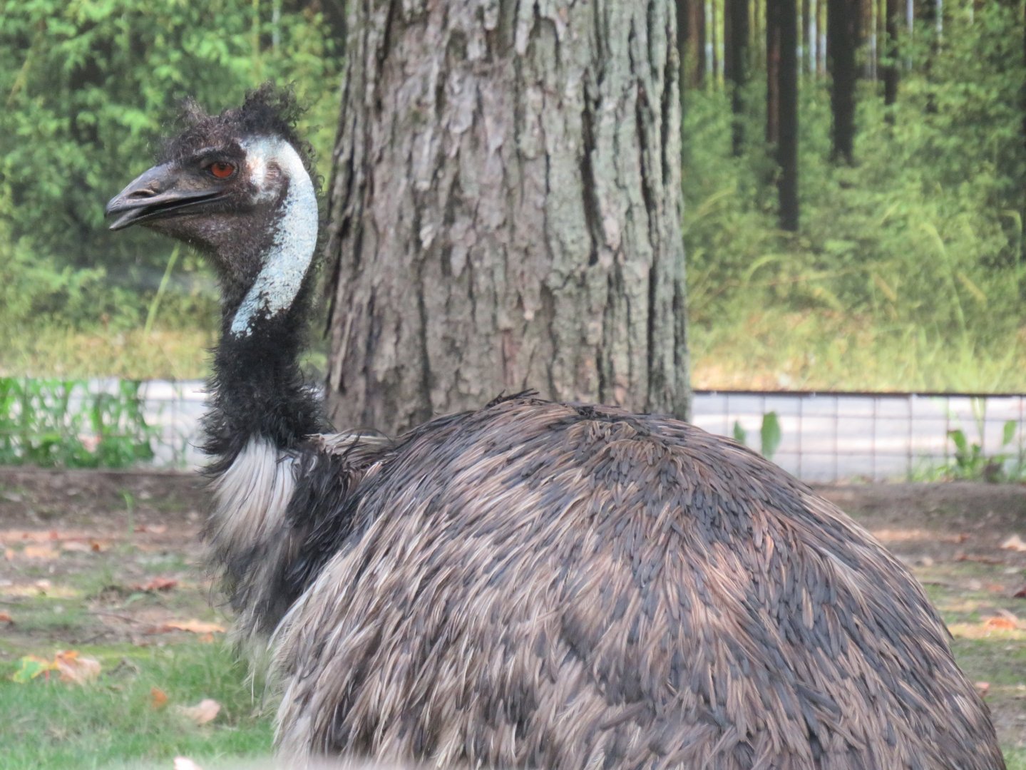 Emu