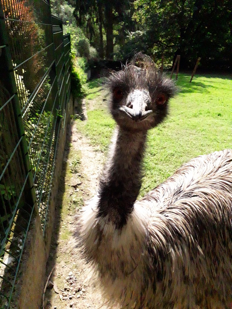 Emu