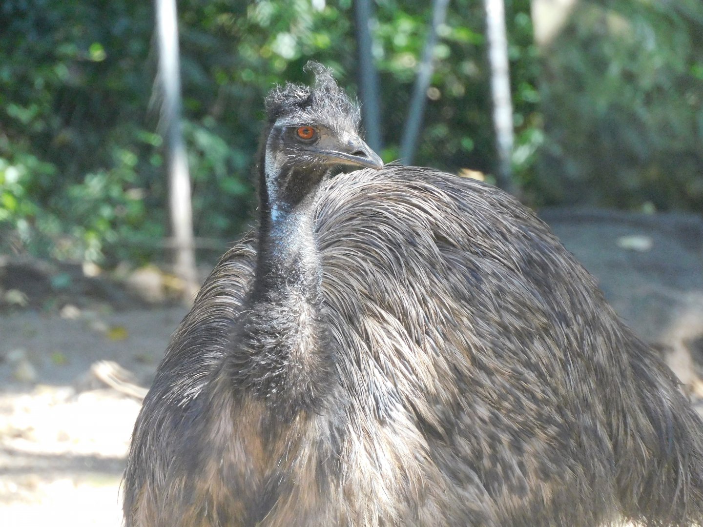 Emu