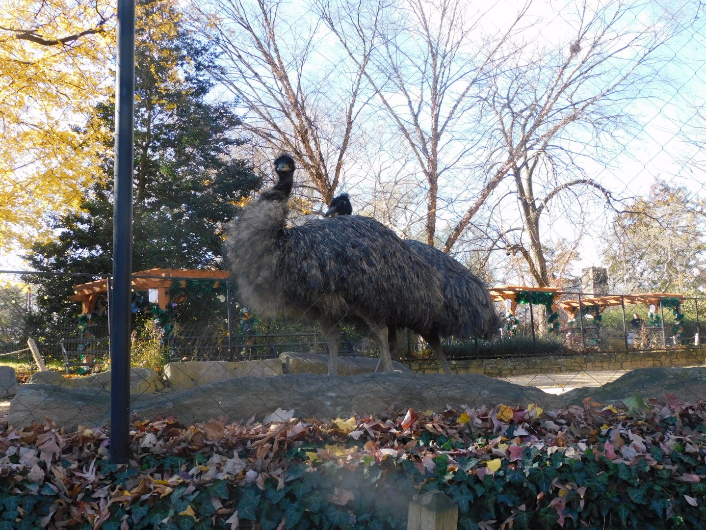 Emu