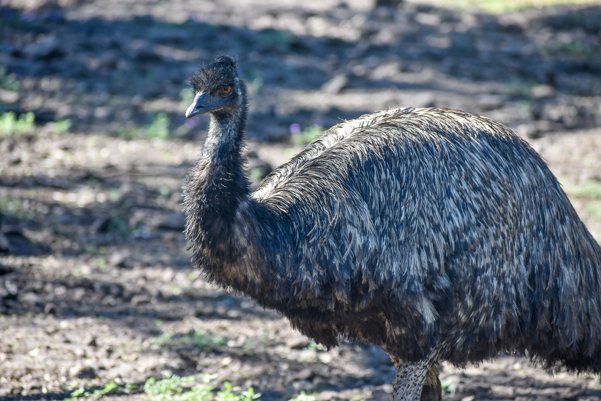 Emu