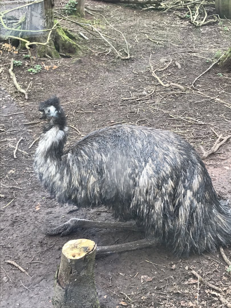 Emu