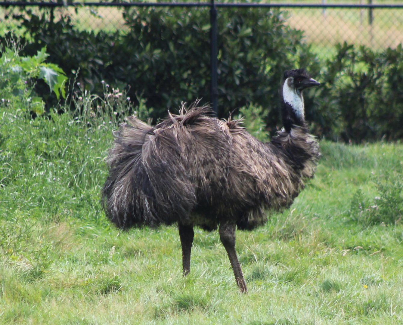 Emu