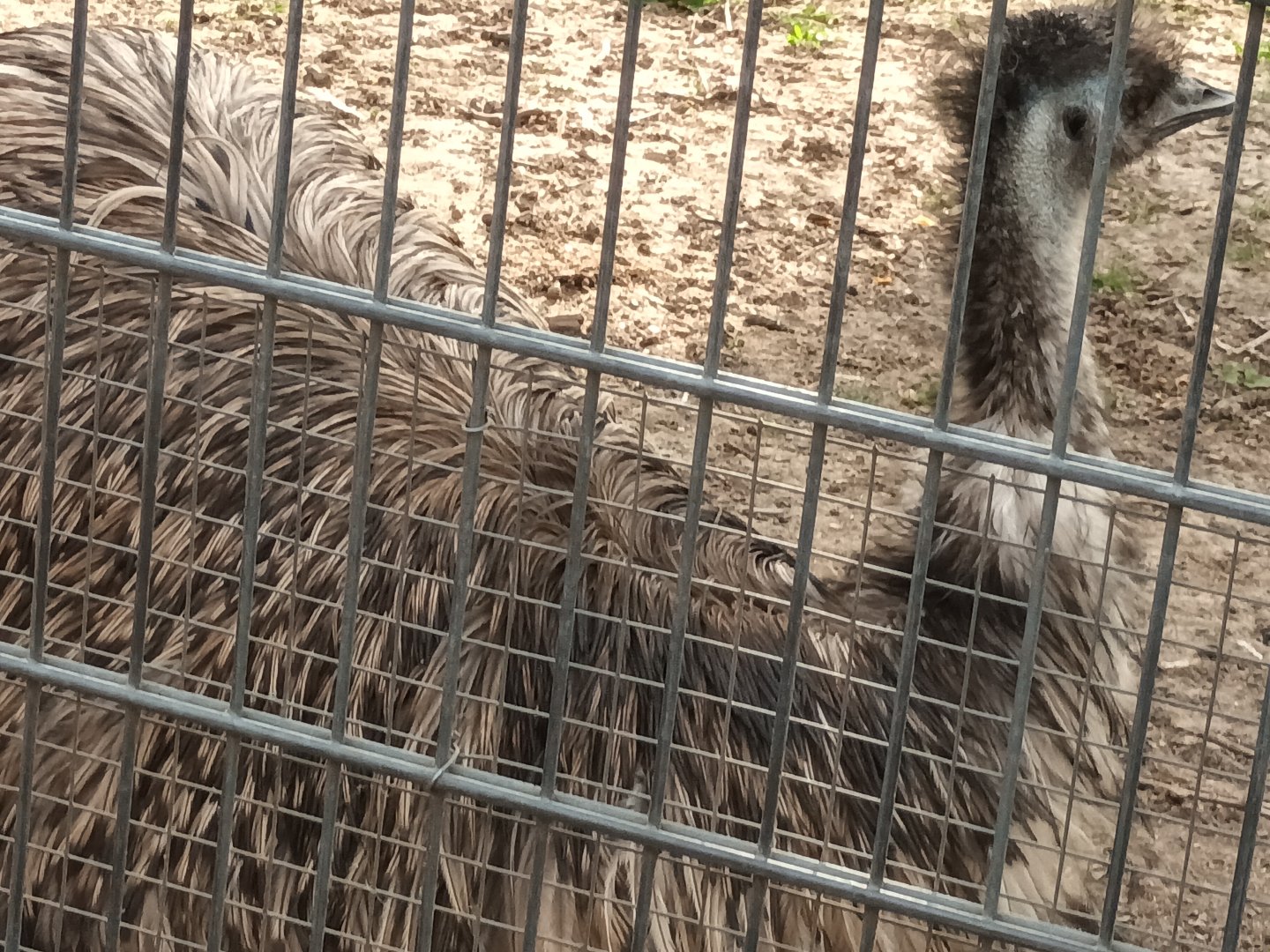 Emu