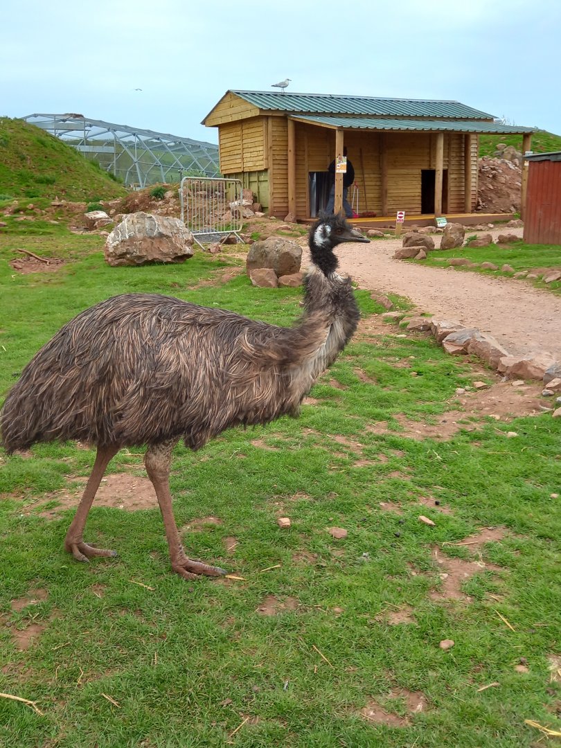 Emu