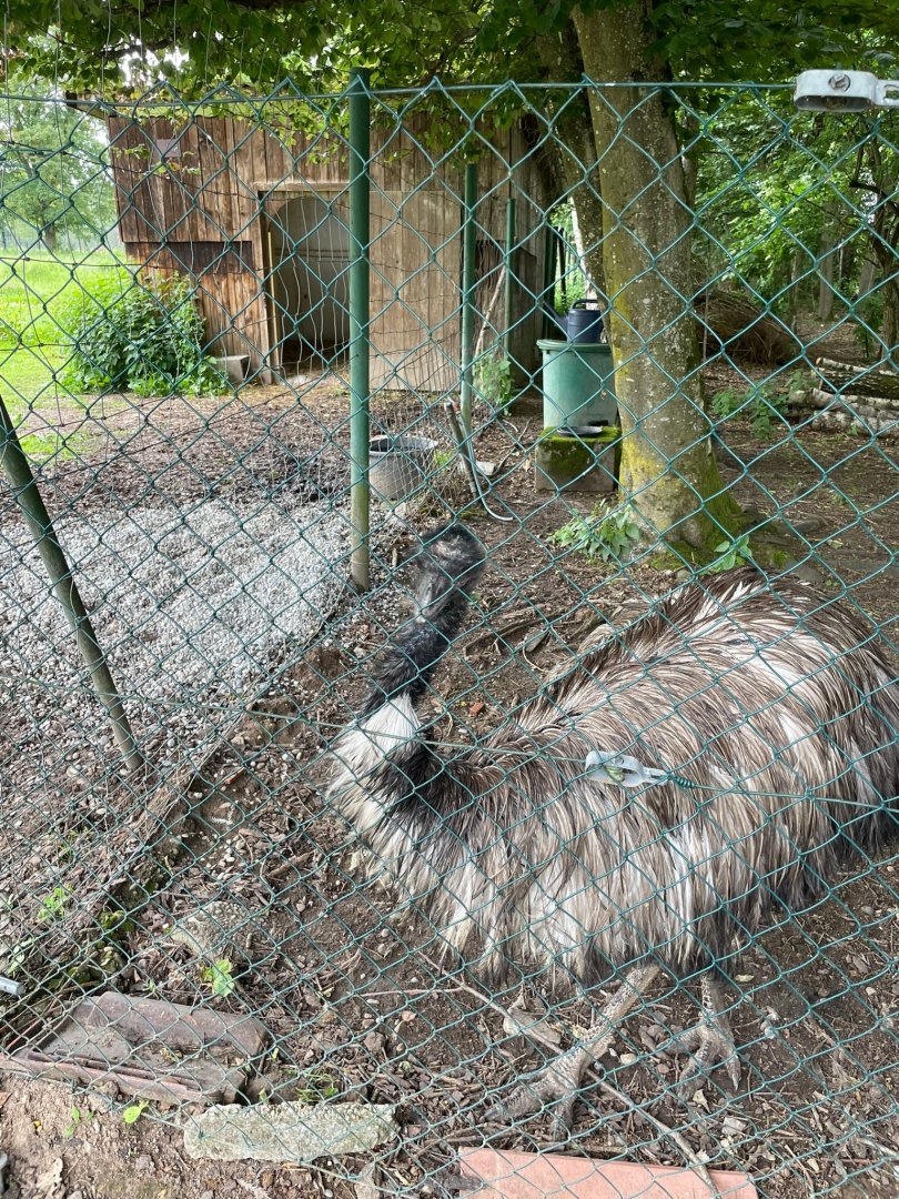 Emu