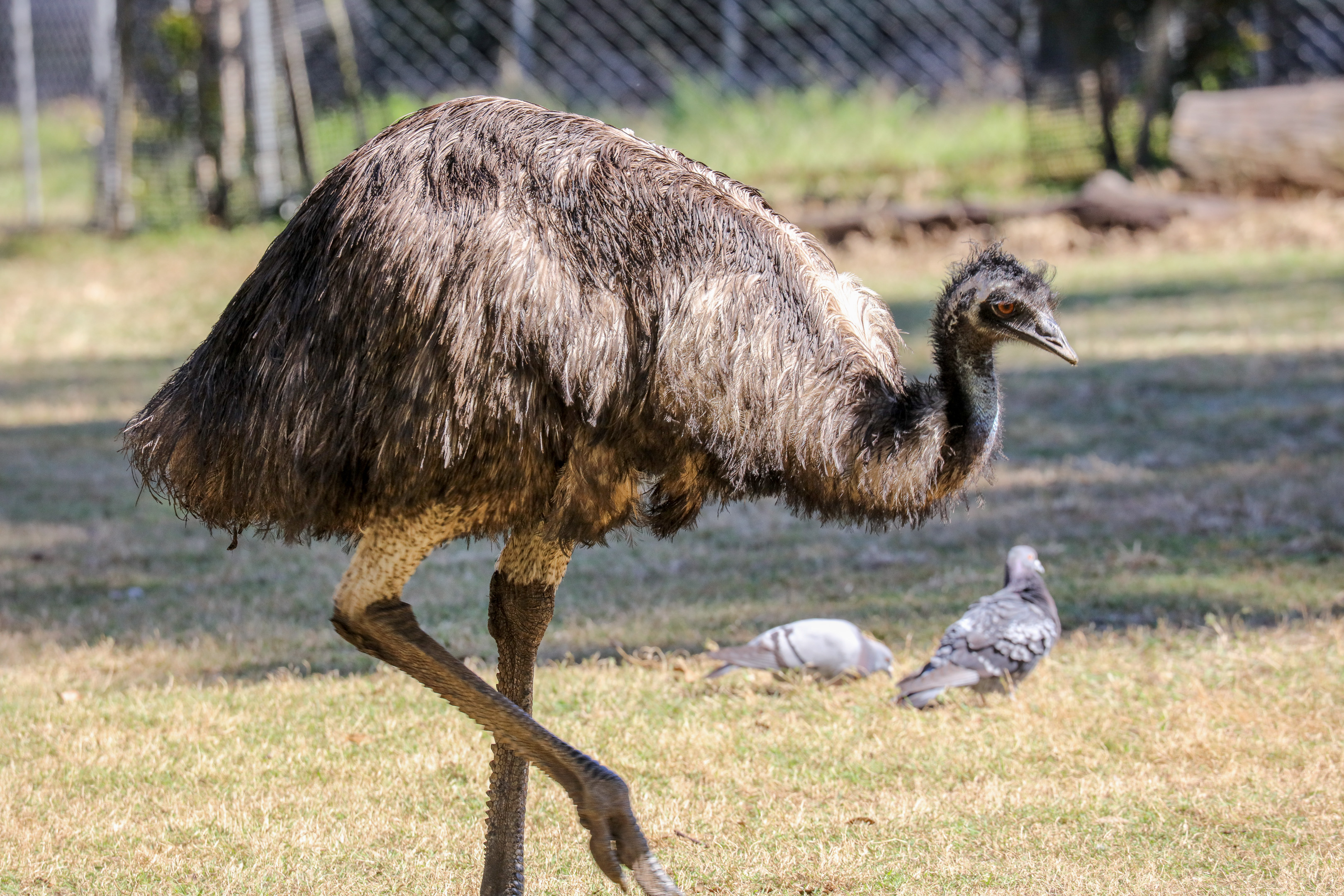 Emu