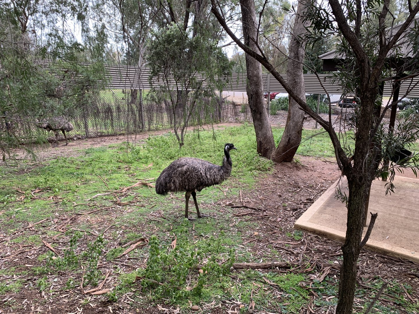 Emu