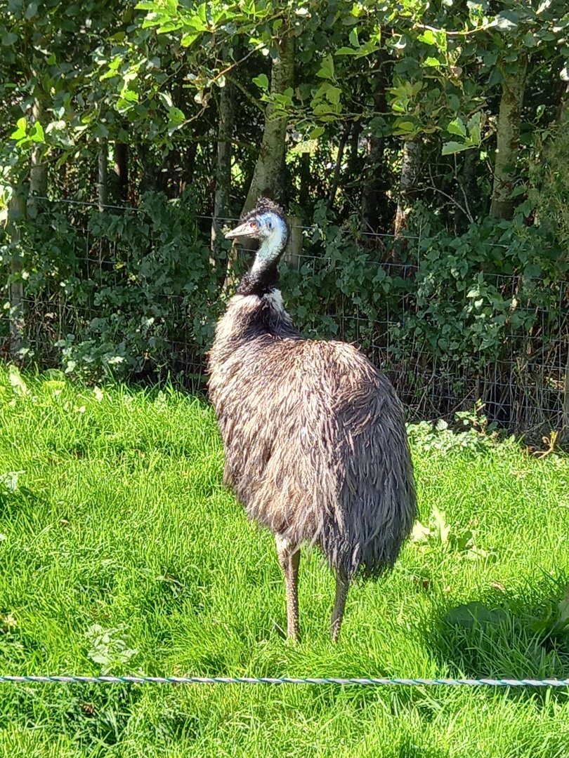 Emu