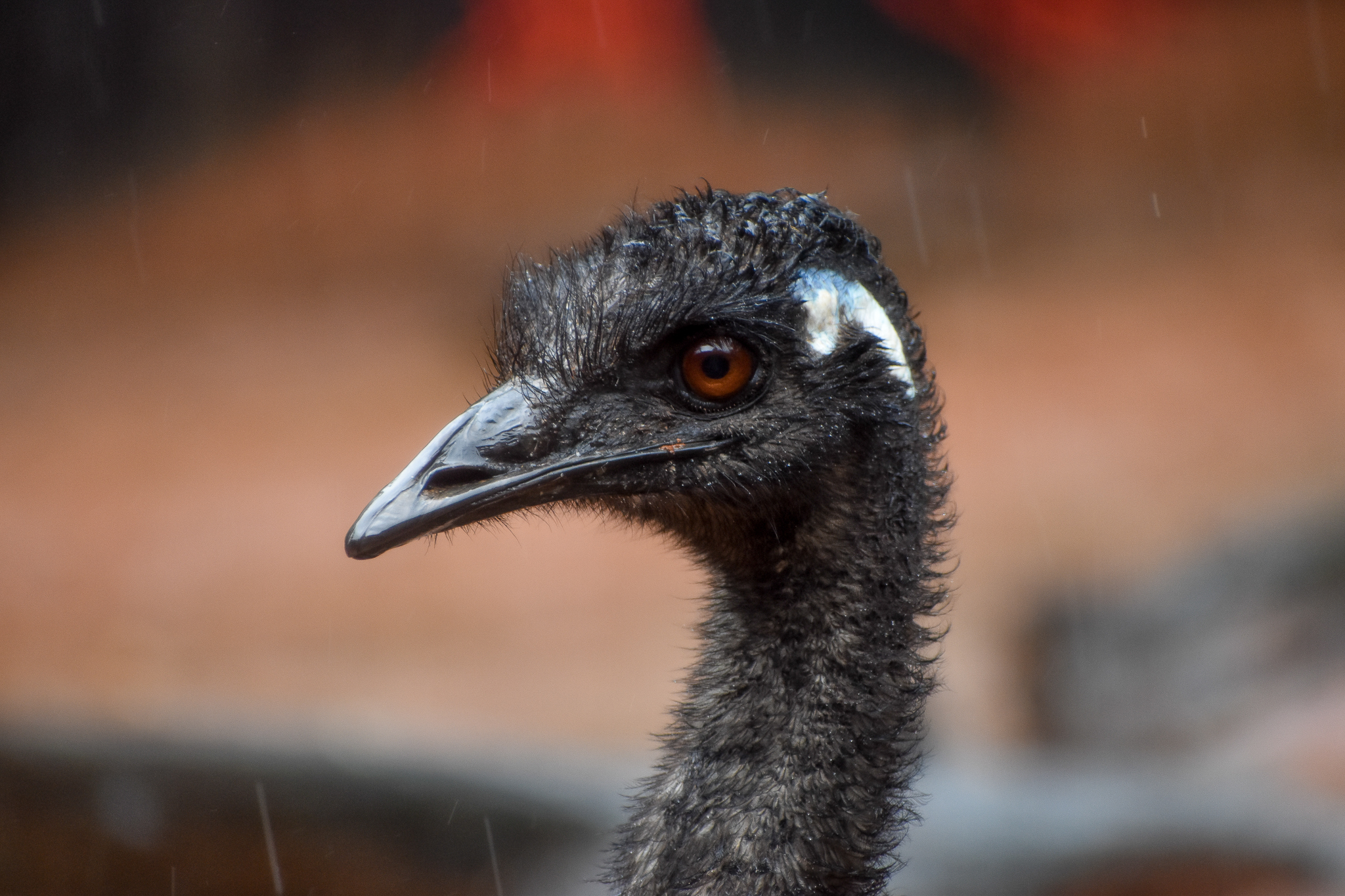Emu
