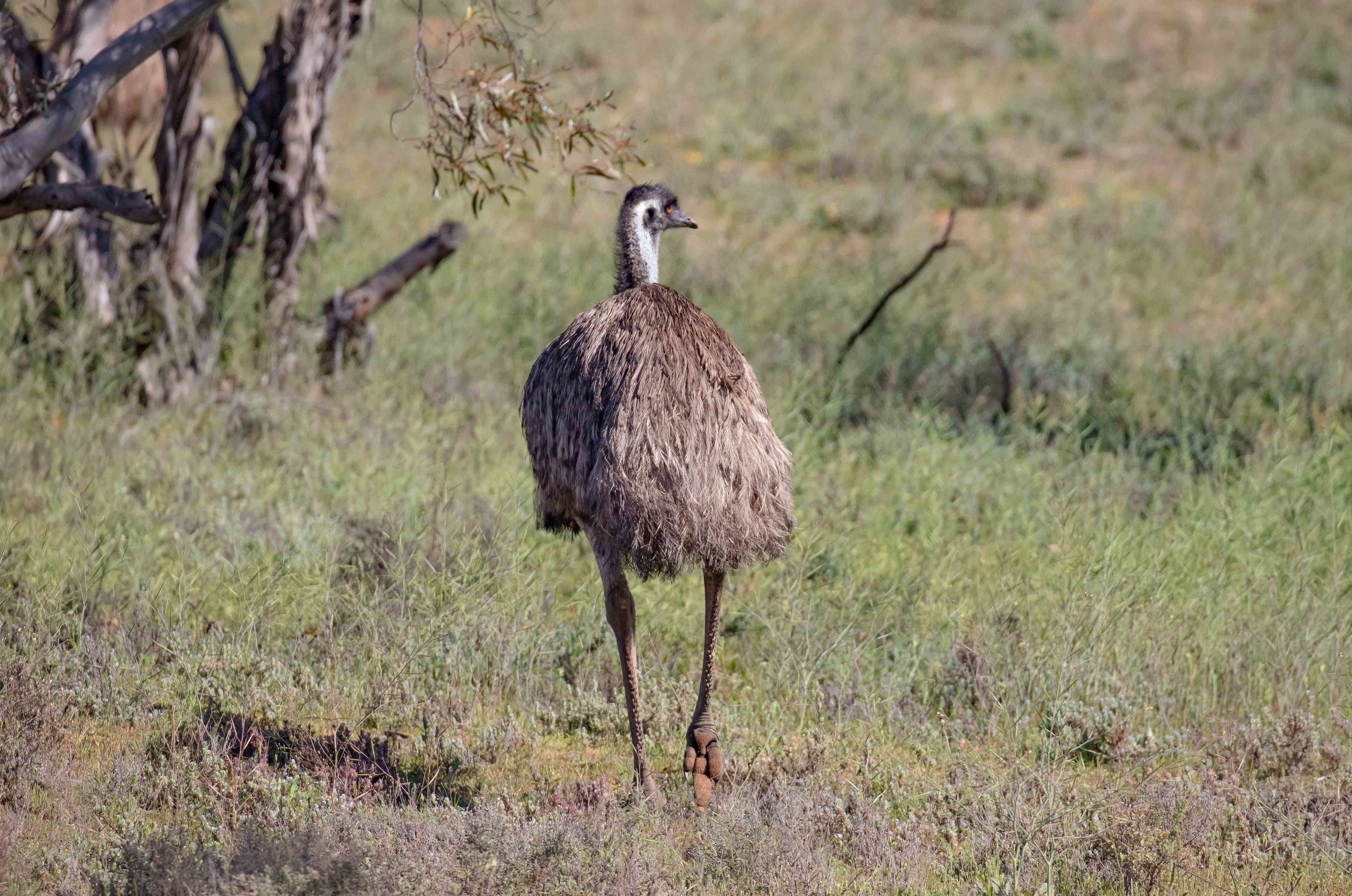 Emu